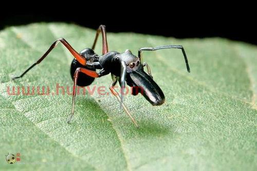 蜘蛛是不是昆虫动物呢（请问蜘蛛是不是昆虫）