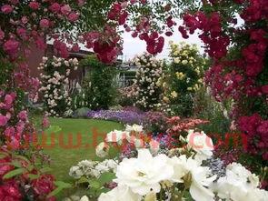 季后赛规则拱门月季(月季拱门图片大全) 季后赛规则拱门月季(月季拱门图片大全)